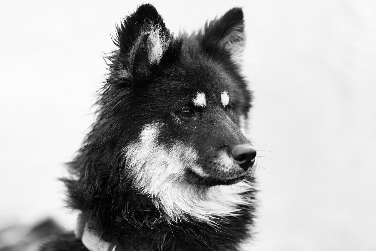 monochrome image, black and white, canine-8598798.jpg